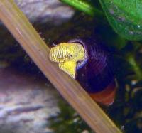Tylomelania sp. Schwarz/Gelb aus dem Pososee