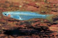 Unscheinbares Blauauge