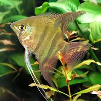 Leopolds Segelflosser