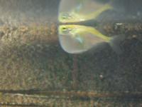 Platinbeilbauchsalmler