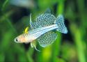 Gepunktetes Blauauge