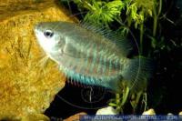 Gestreifter Fadenfisch