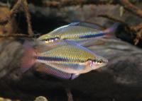 Dreistreifen-Regenbogenfisch