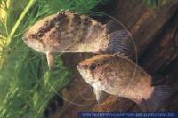 Südamerikanischer Vielstachler