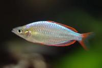 Diamant-Regenbogenfisch