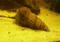 Riesen-Turmdeckelschnecke