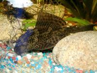 Großer Schilderwels