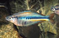 Allens Regenbogenfisch