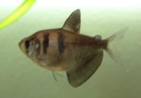 Trauermantelsalmler