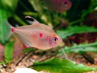 Fahnen-Kirschflecksalmler