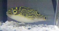 Palembang-Kugelfisch