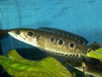 Augenfleck-Schlangenkopffisch