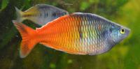 Boesemans Regenbogenfisch