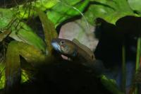 Frosch-Schlangenkopffisch