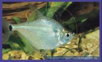 Hochrückensalmer / Talerfisch