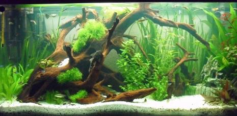 Community: Mein Aquarium | aqua4you.de