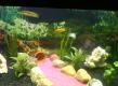 mein neues wunderschönes 160 liter aquarium von pinkie