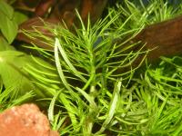 Indische Pogostemon