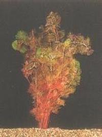 Rote Haarnixe, gegabelte Haarnixe