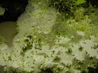 Teichlebermoos
