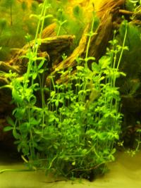 Wasserstern