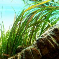 Roter Spiral Wasserkelch
