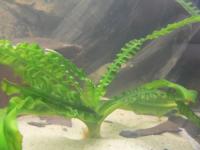 Breitblättrige Crinum