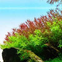 Rotala H´Ra