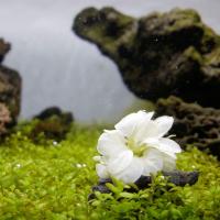 Schneeweißes Speerblatt