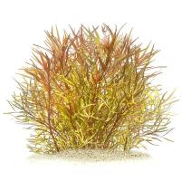 Sternpflanze