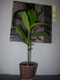 Seemandelbaum