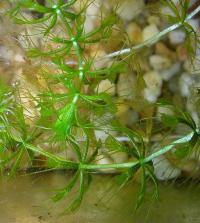 Wasserfalle