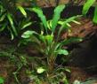 Sintang (Bucephalandra motleyana)