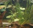 Amerikanischer Wassernabel  (Hydrocotyle verticillata)