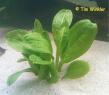 Samolus - Schwertpflanze (Echinodorus parviflorus var. Tropica)
