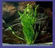 Asiatische Wasserschraube (Vallisneria asiatica)